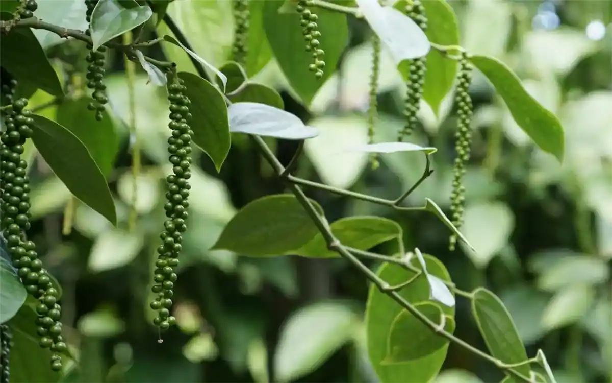 Hạt tiêu Đắk Nông