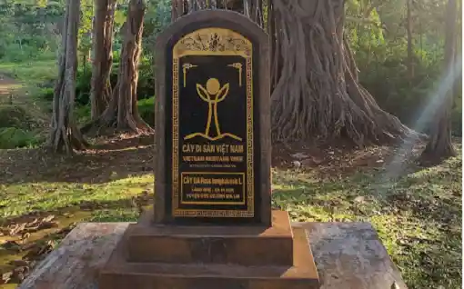 Ngắm cây đa di sản 300 năm tuổi ở biên giới tỉnh Đắk Nông