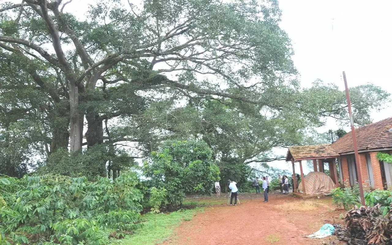 Cây Di sản 200 tuổi ở Đắk Glong bị gãy đổ