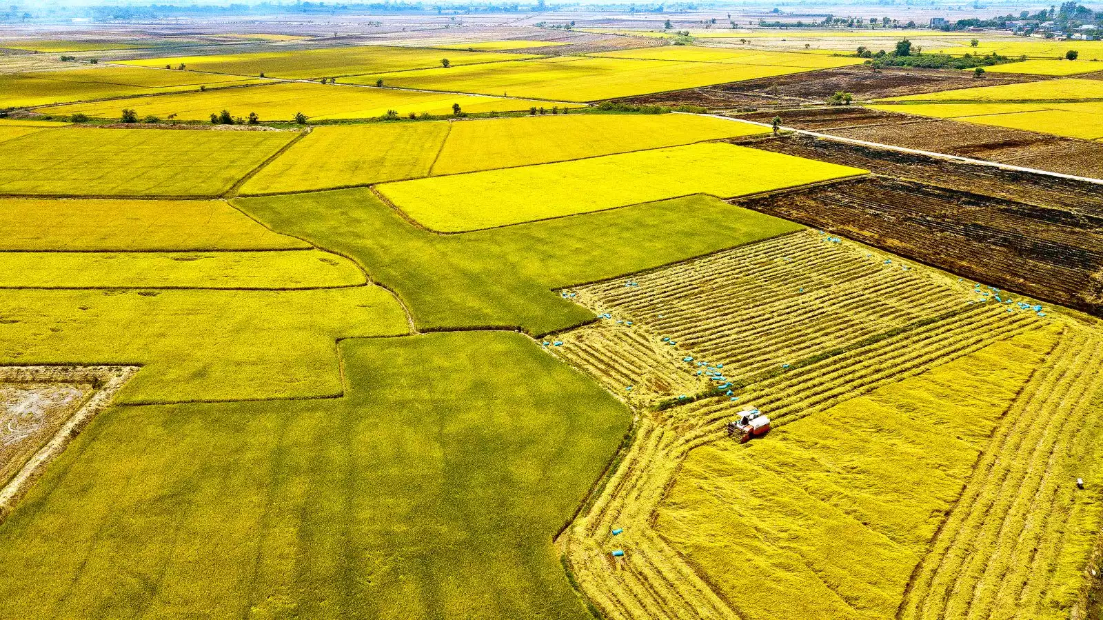 Cánh đồng Buôn Choa'h