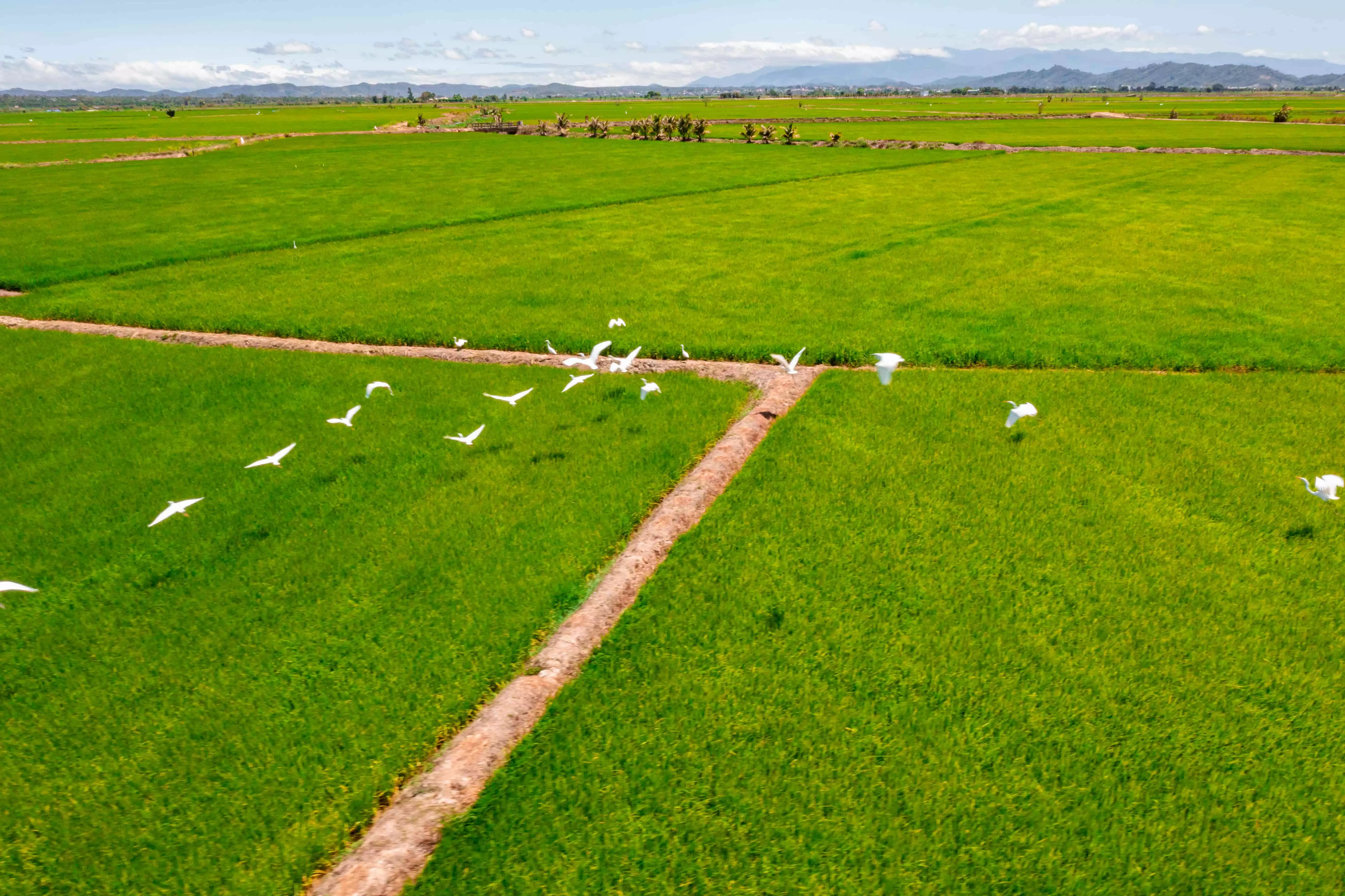 Cánh đồng Buôn Choáh