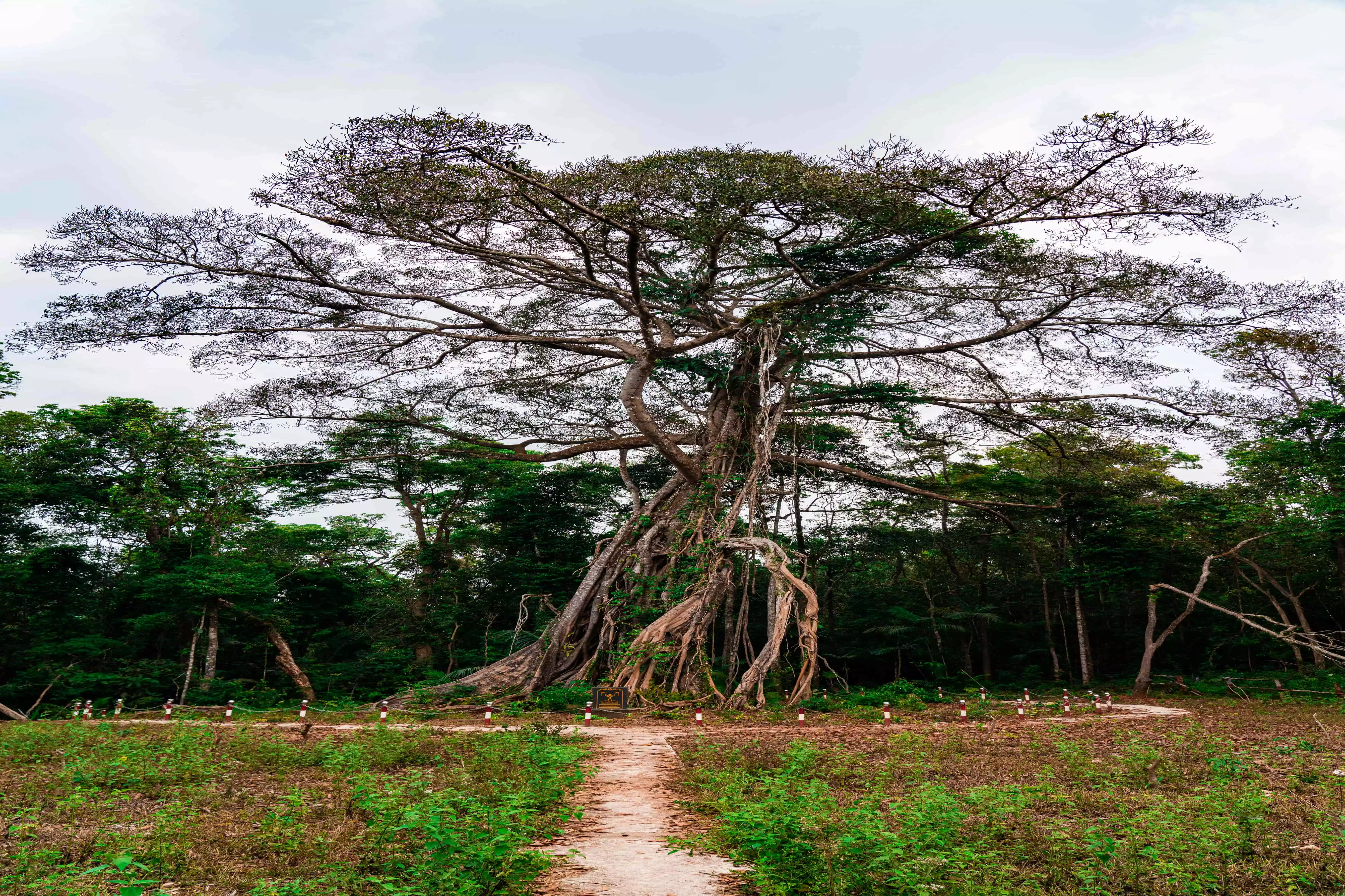 Cây Di sản Việt Nam